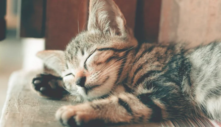 Animali, Enpa e Hill's Pet Nutrition lanciano 'Adottare in sicurezza'